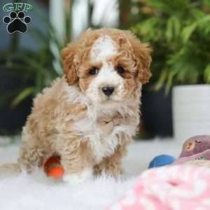 Blake, Maltipoo Puppy